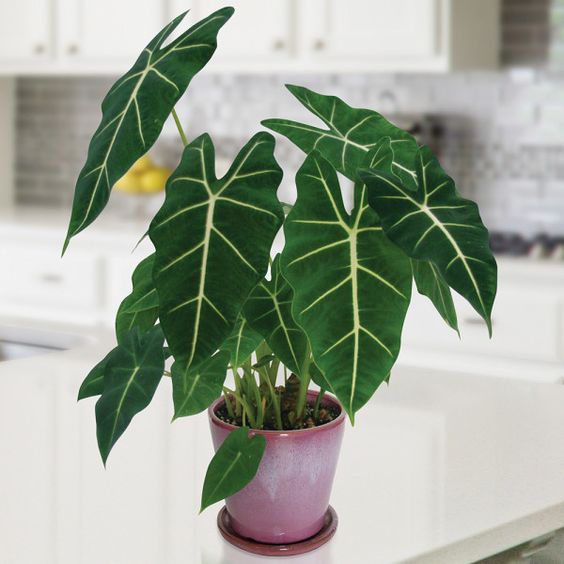 Cây cảnh Alocasia Frydek