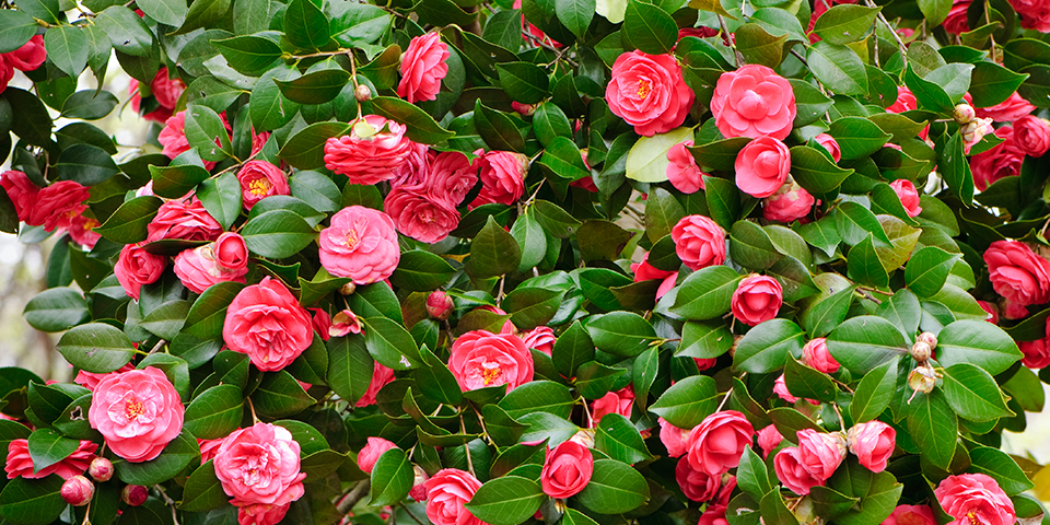 Các tips trồng, cắt tỉa và chăm sóc Hoa Trà (Camellia sasanqua)