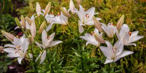 Cách trồng Hoa Loa Kèn