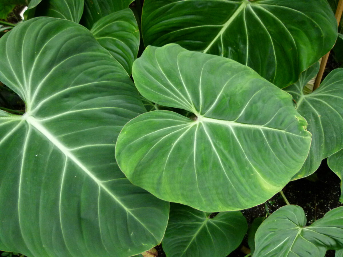 Cây cảnh Philodendron Gloriosum