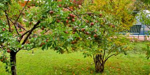 Bao lâu thì cây ăn quả ra trái?