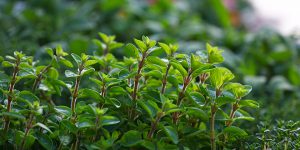 Cách trồng cây Kinh Giới (Origanum majorana)