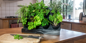 Cách làm vườn tạm thời tại những chỗ cho thuê