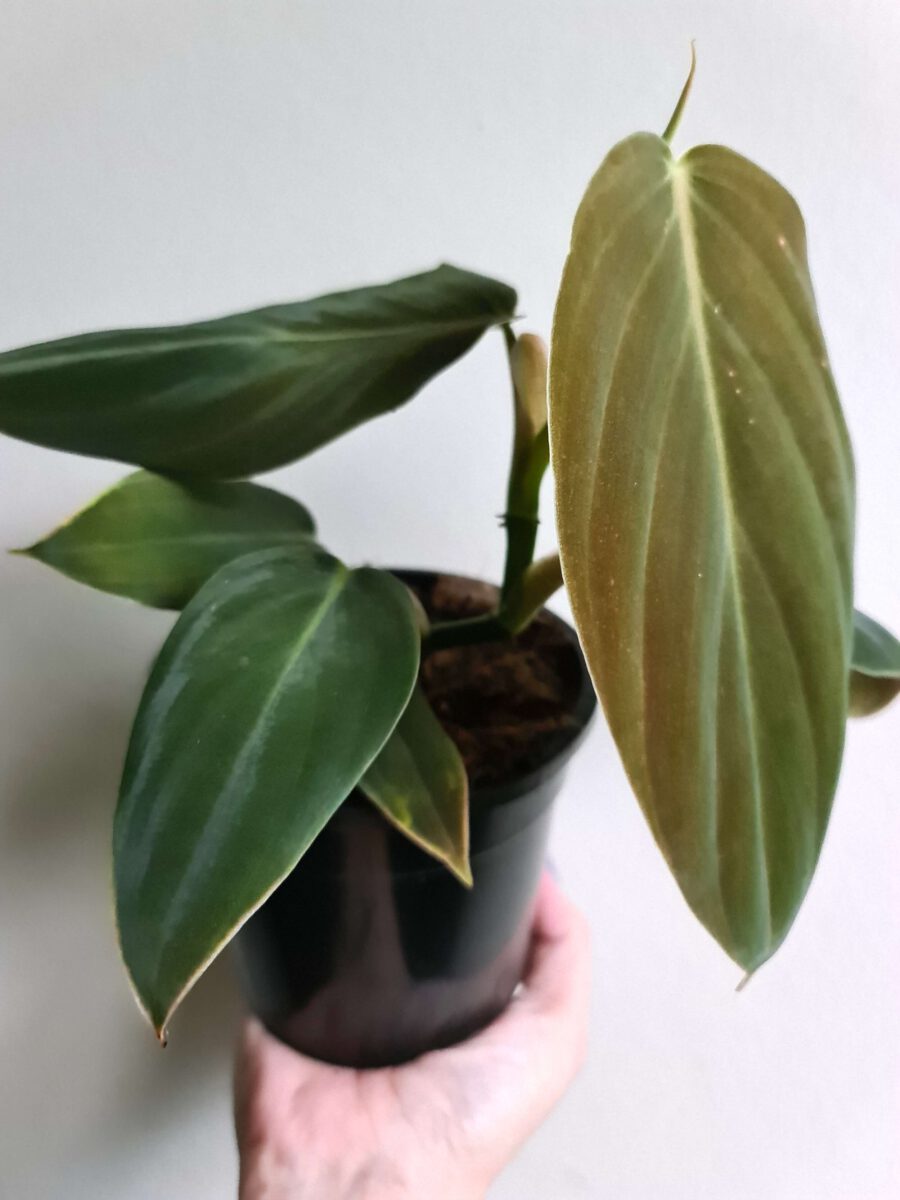 Cây cảnh Philodendron Gigas