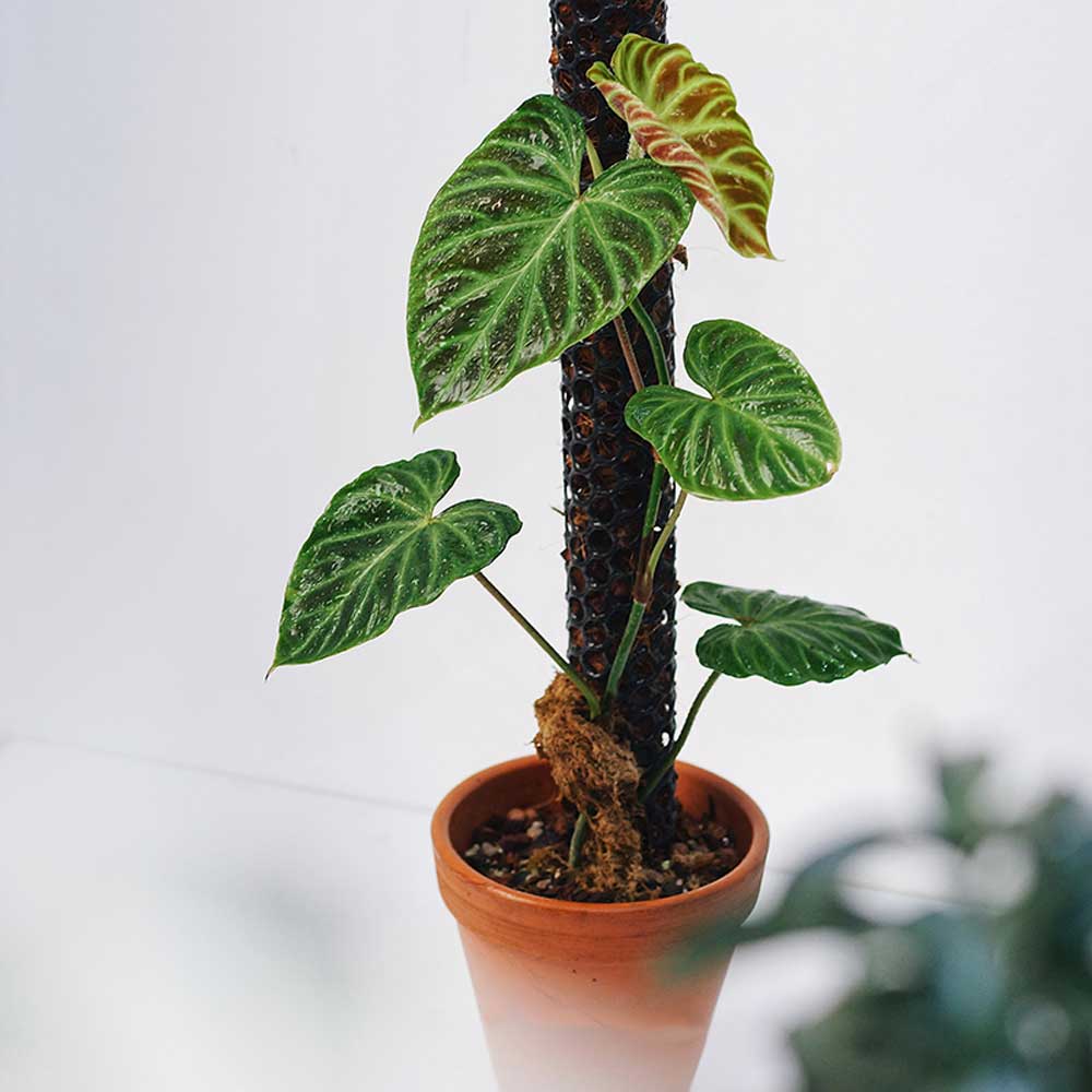 Cây cảnh Philodendron Verrucosum