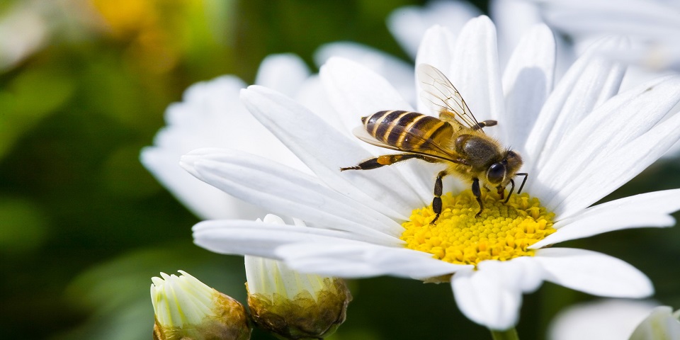 Cách thu hút ong và bướm đến với khu vườn của bạn