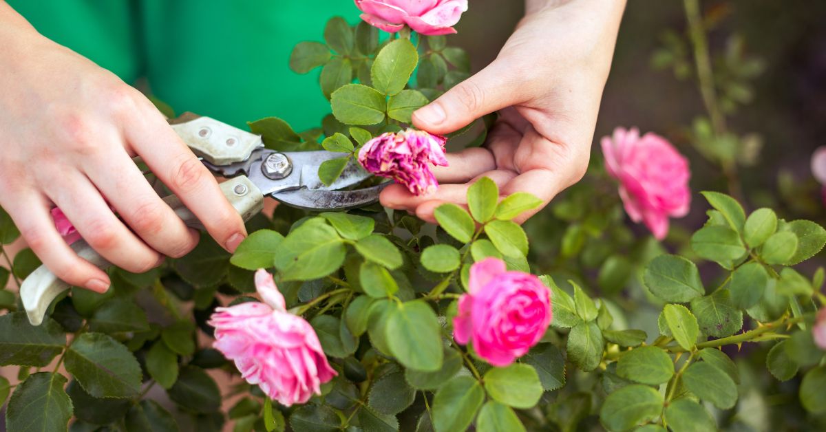 10 điều chuyên gia làm vườn mách bạn khi cắt tỉa cây