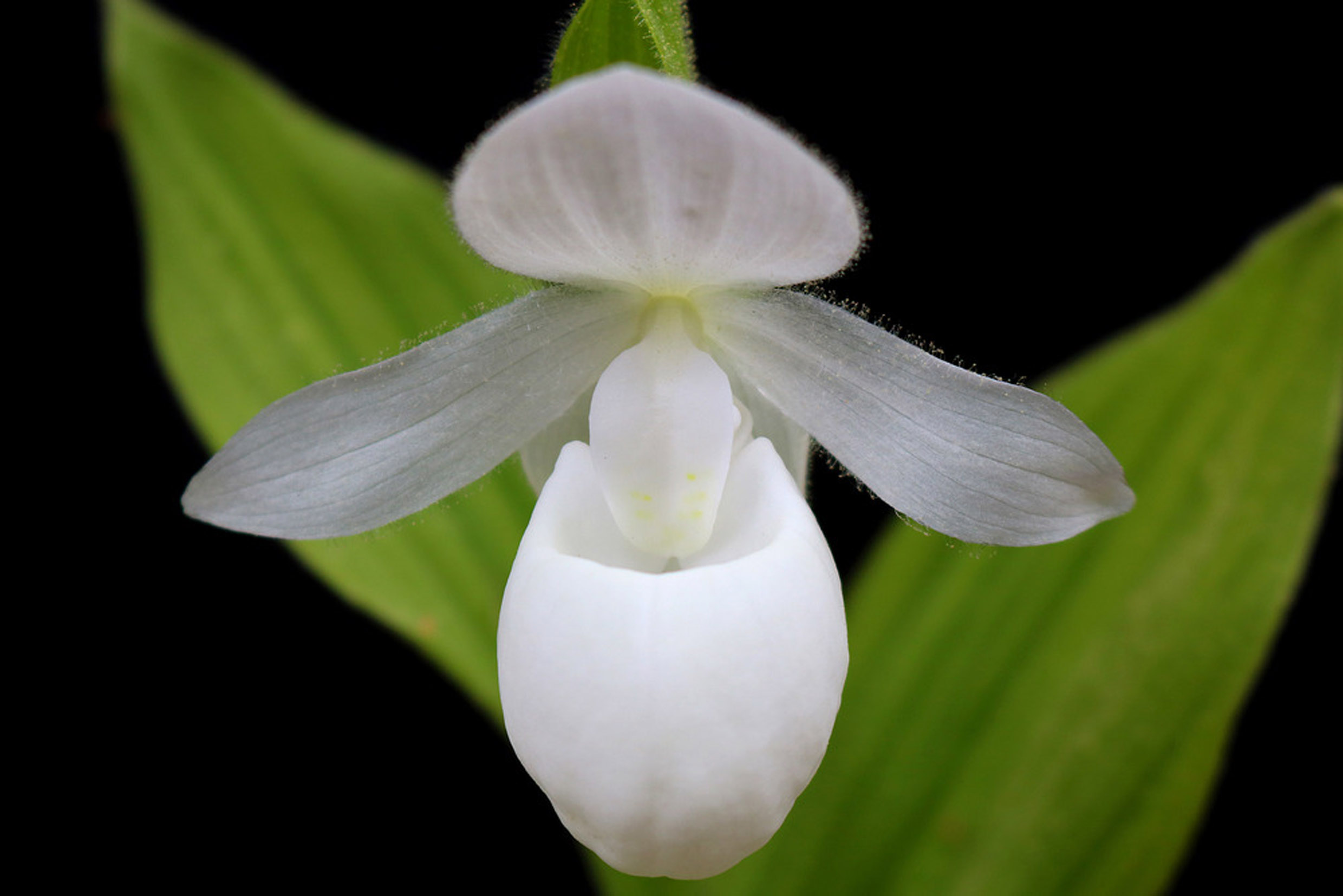 Lan Hài (Slipper Orchids) – Những điều kiện về môi trường (Sâu bệnh của lan hài)