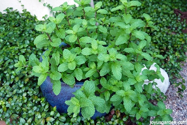 Các mẹo để trồng cây Bạc Hà (Mojito Mint)