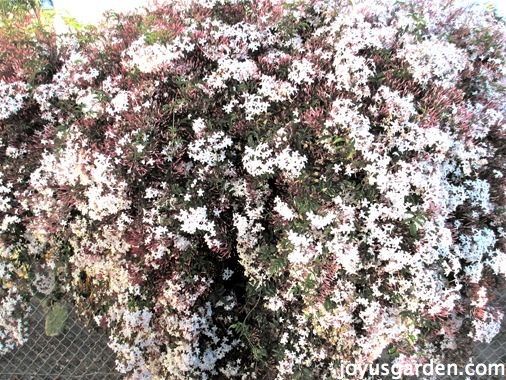 Cách chăm sóc cây Hoa Nhài Hồng (Pink Jasmine)