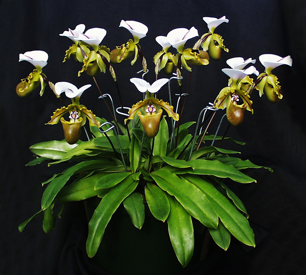 Lan Hài (Slipper Orchids) – Những khuyến cáo dành cho người mới chơi lan