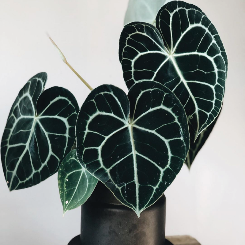 Cây cảnh Anthurium Clarinervium