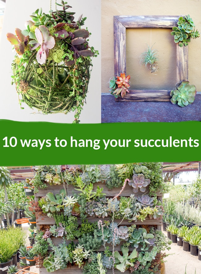 10 cách treo cây Mọng Nước (Succulents)