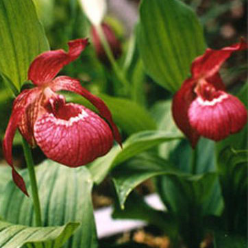 Lan Hài (Slipper Orchids) – Giống Cypripedium (Phần 27)