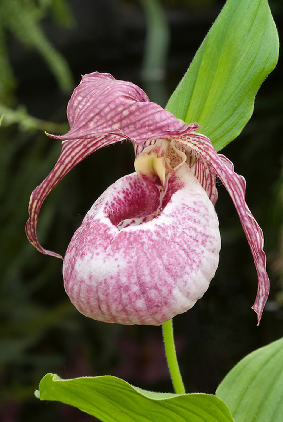 Lan Hài (Slipper Orchids) – Công cuộc lai tạo