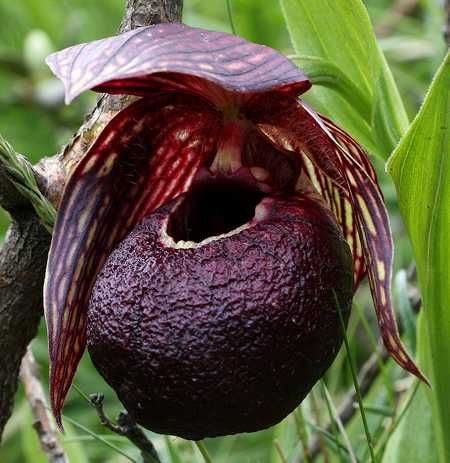 Lan Hài (Slipper Orchids) – Giống Cypripedium (Phần 26)