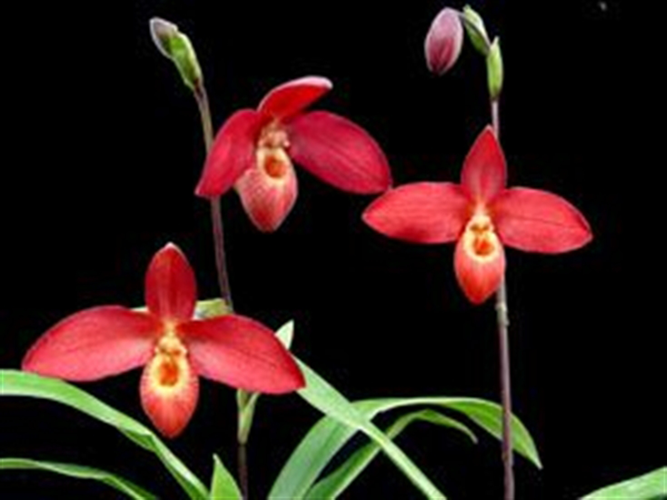 Lan Hài (Slipper Orchids): Giống Phragmipedium