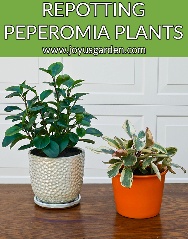Hướng dẫn cách sang chậu cho cây thuộc chi Peperomia và hỗn hợp giá thể nên sử dụng