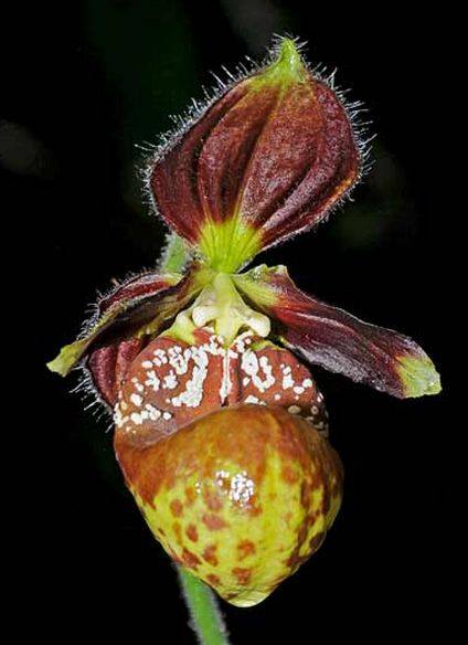 Lan Hài (Slipper Orchids) – Giống Cypripedium (Phần 25)