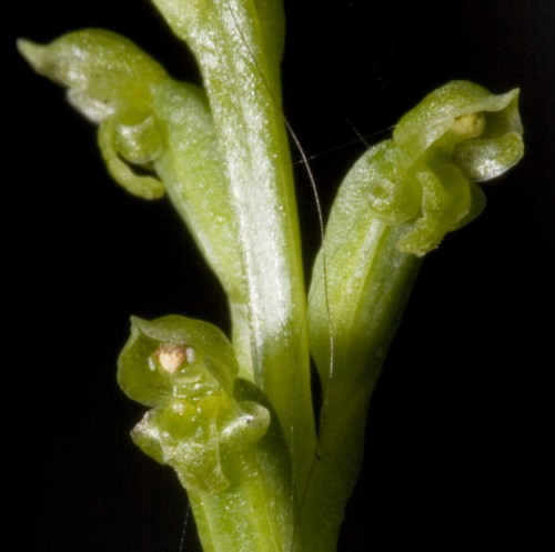 Mô tả và cách trồng Hoa Lan Microtis