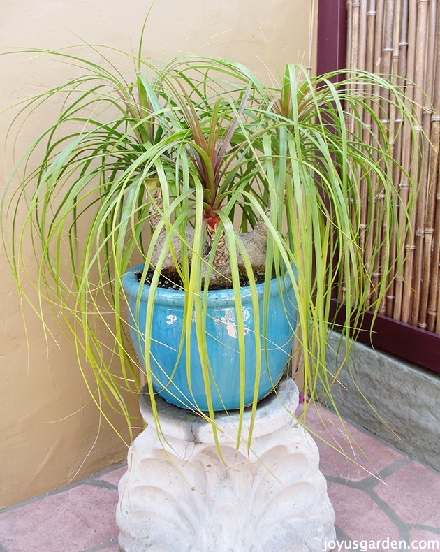 Cách chăm sóc và sang chậu cho cây Ponytail Palm (Cọ Đuôi Ngựa, cây thuộc chi Beaucarnea)