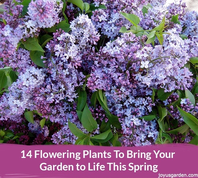14 loài hoa mang lại sức sống Mùa Xuân