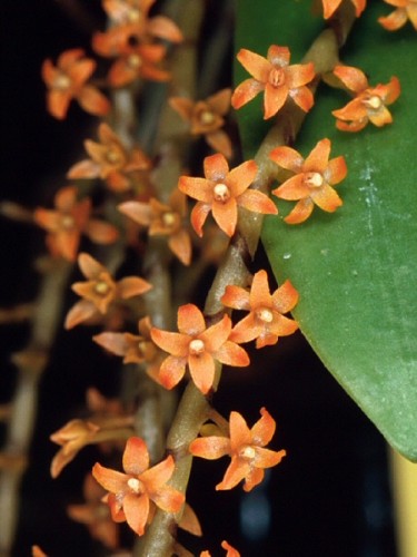 Mô tả và cách trồng hoa Lan Microterangis