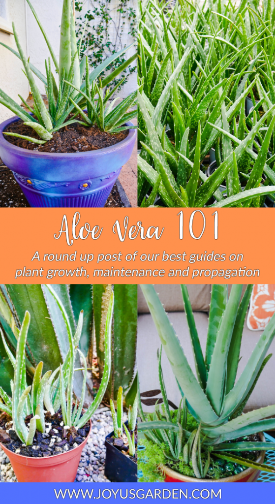 Aloe Vera (Cây Lô Hội): Hướng Dẫn Cách Trồng, Chăm Sóc Và Công Dụng