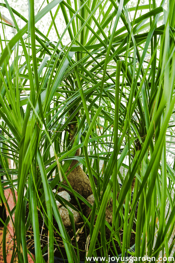 Chăm sóc cây Cọ Đuôi Ngựa (Ponytail Palm, Beaucarnea Recurvata): Một cây trồng trong nhà độc đáo