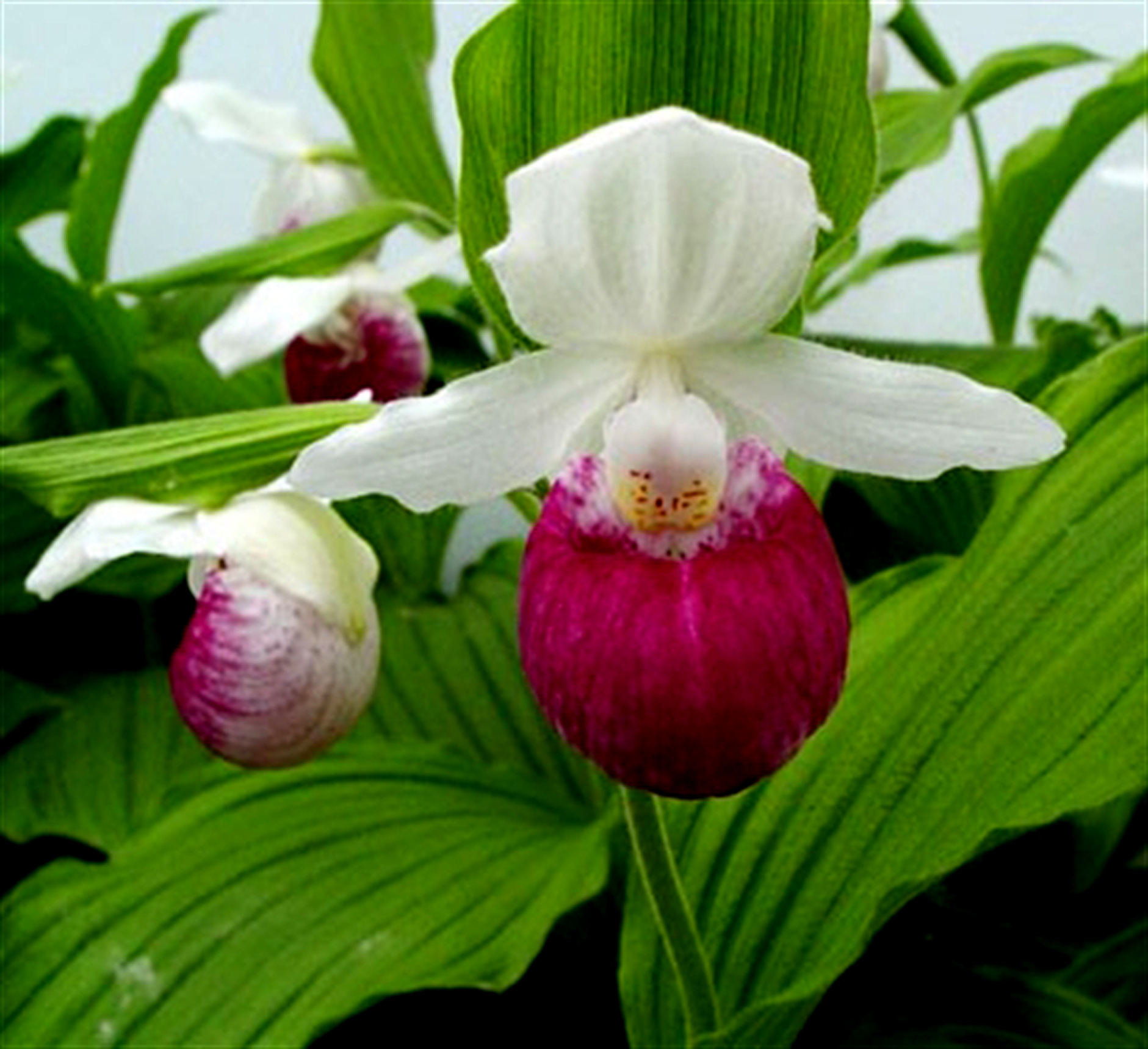 Lan Hài (Slipper Orchids) – Giống Cypripedium (Phần 24)