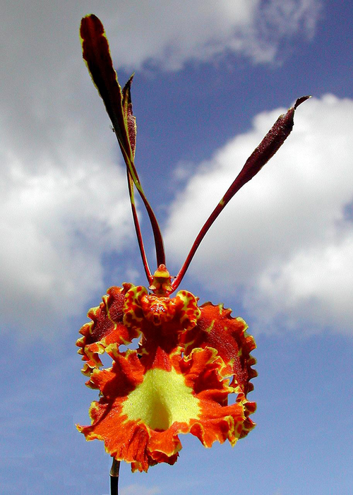 Mô tả và cách trồng Hoa Lan Psychopsiella và Psychopsis – Lan bướm
