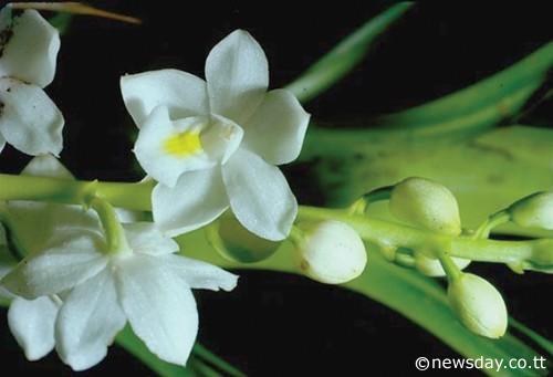 Mô tả và cách trồng Hoa Lan Otostylis