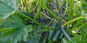 Trồng và thu hoạch cây Bí Xanh (chi Cucubita)