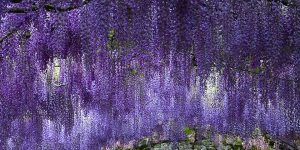 Trồng và chăm sóc cây Hoa Tử Đằng (cây thuộc chi Wisteria)