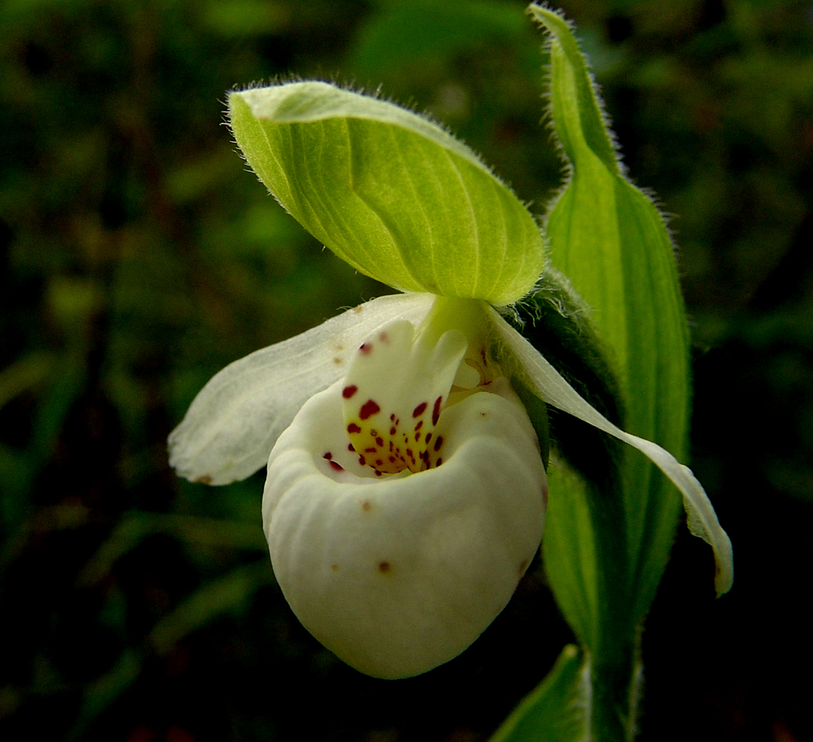 Lan Hài (Slipper Orchids) – Giống Cypripedium (Phần 23)