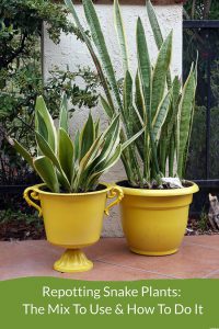Thay chậy cây Lưỡi Hổ (Snake Plant, chi Sansevieria)