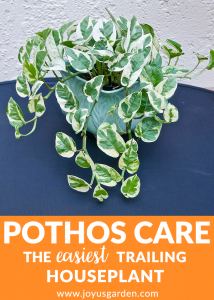 Pothos – Cây Treo Trong Nhà Dễ Chăm Sóc Nhất