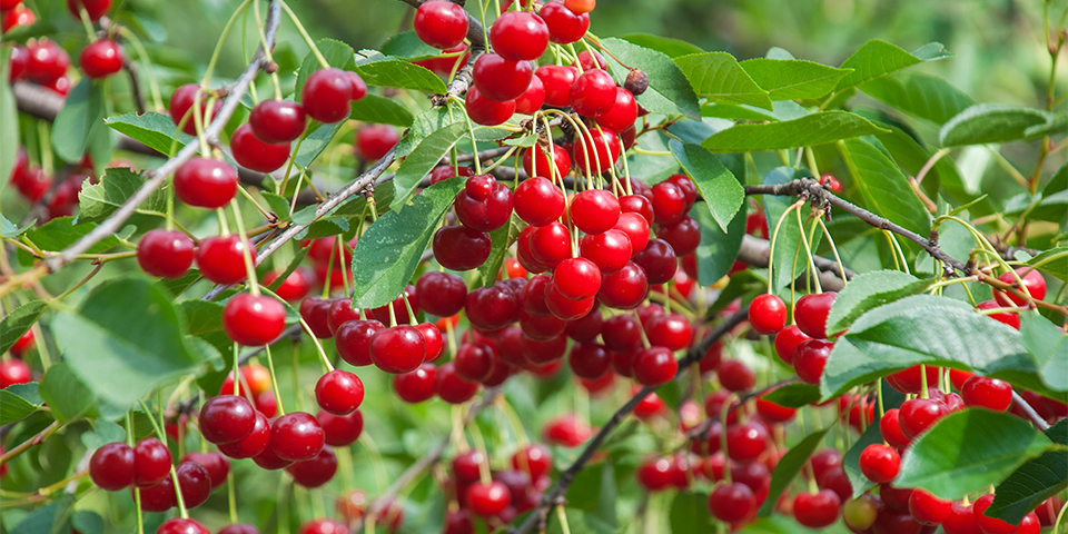 Cách trồng và phát triển cây Anh Đào – Cherry (Chi Prunus)