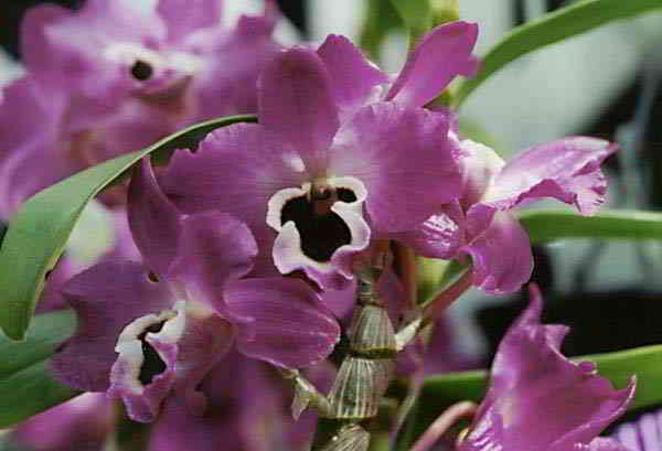 Kỹ thuật trồng lan Dendrobium – Hoàng thảo, lan Dendro