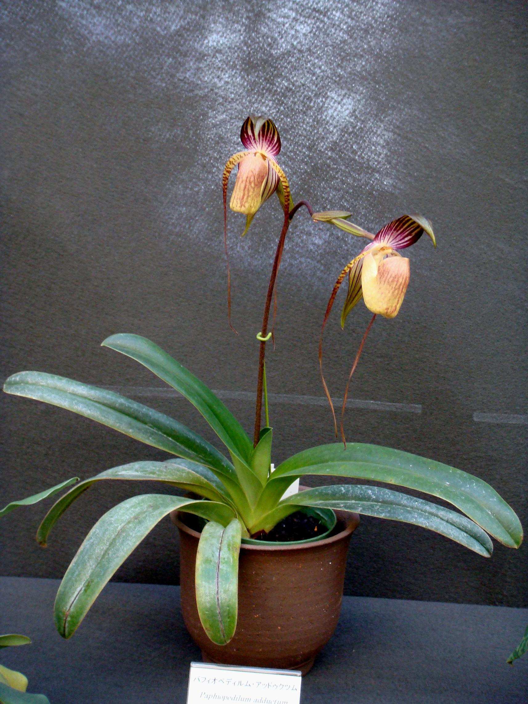 Lan Hài (Slipper Orchids) – Những điều kiện về môi trường (Dinh dưỡng)