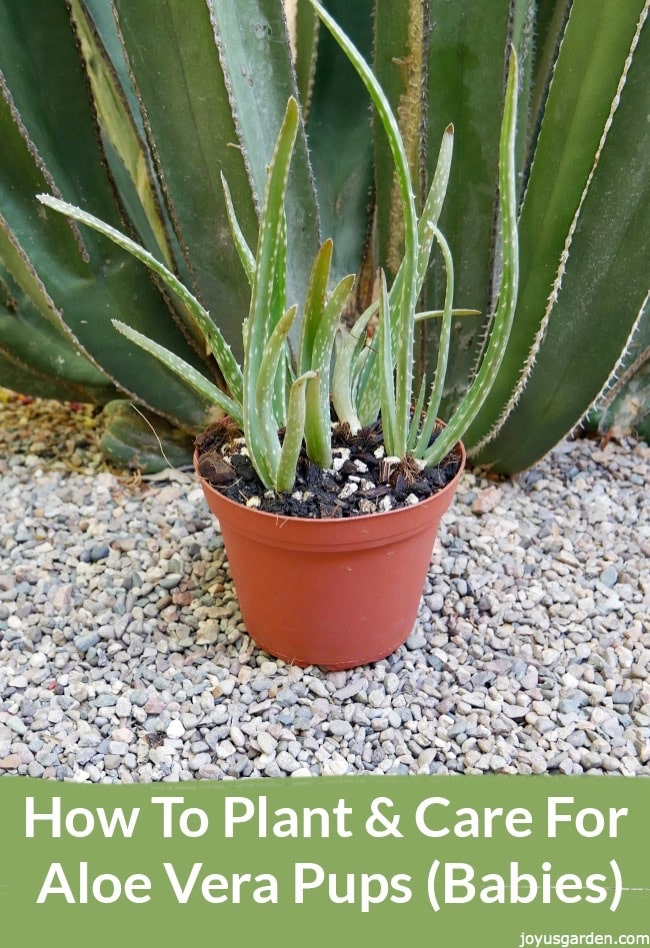Các Tips chăm sóc cây Lô Hội (Aloe vera) non
