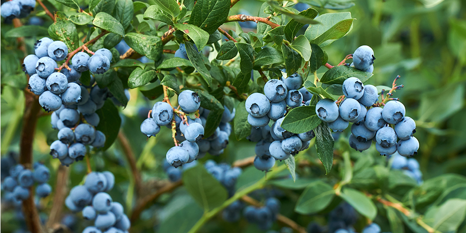 Cách trồng cây Việt Quất (Blueberries, chi Vaccinium)