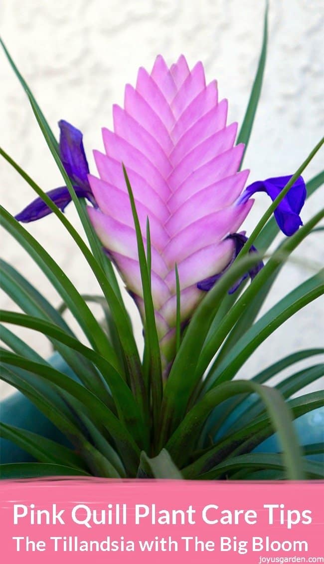 Mẹo Chăm Sóc Cây Pink Quill (Cây Thẻ Bài): Tillandsia Với Những Bông Hoa Lớn