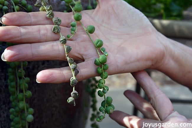 Cách làm trẻ hóa cây Chuỗi Ngọc Trai (String of Pearls)