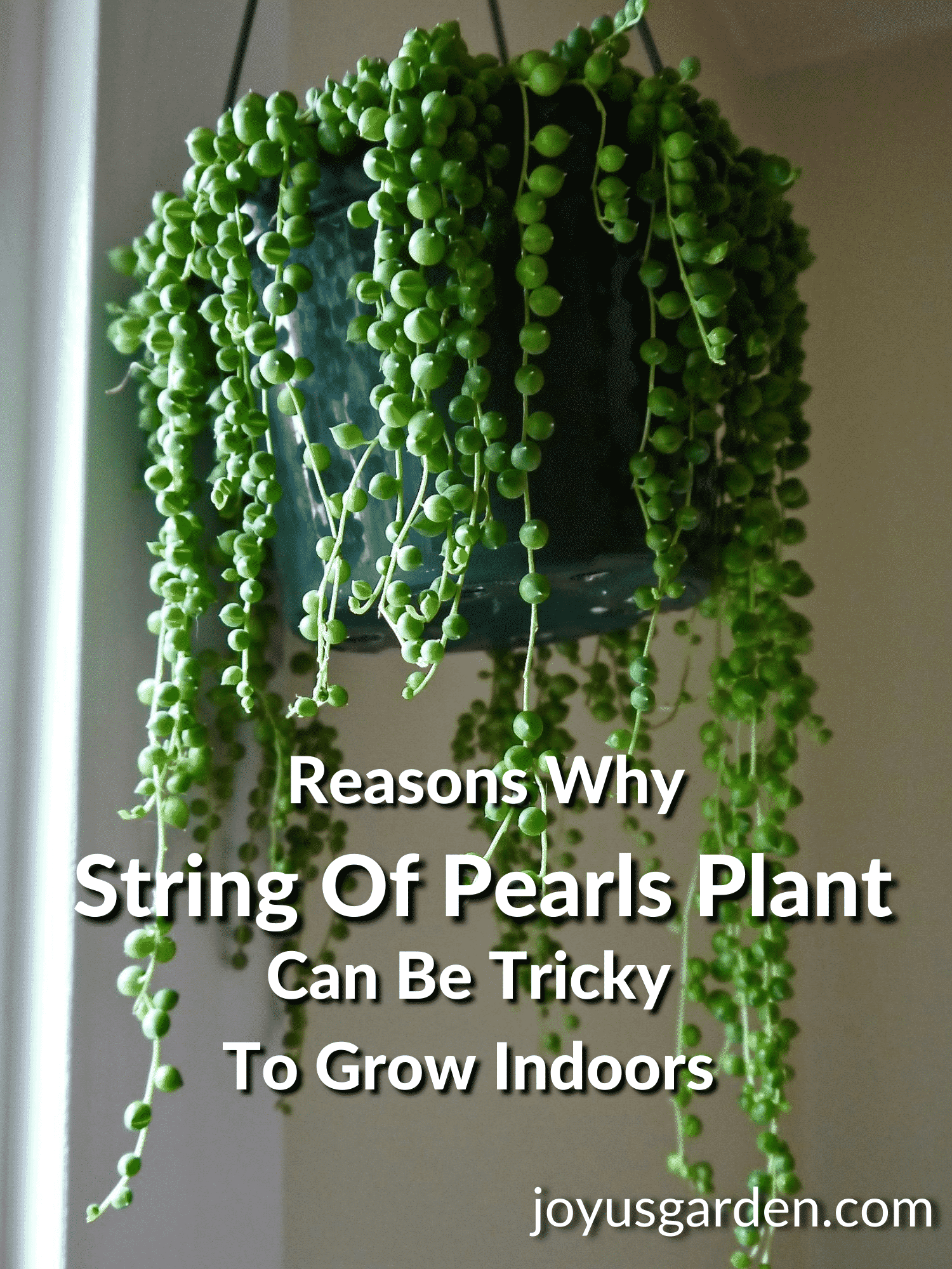 10 vấn đề thường gặp khi trồng cây Chuỗi Ngọc Trai (String of Pearls, Senecio rowleyanus) ở trong nhà