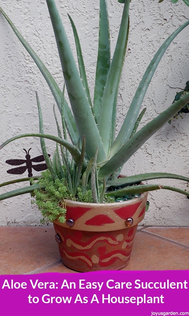Nha Đam (Aloe vera): Cách trồng và chăm sóc đơn giản nhất