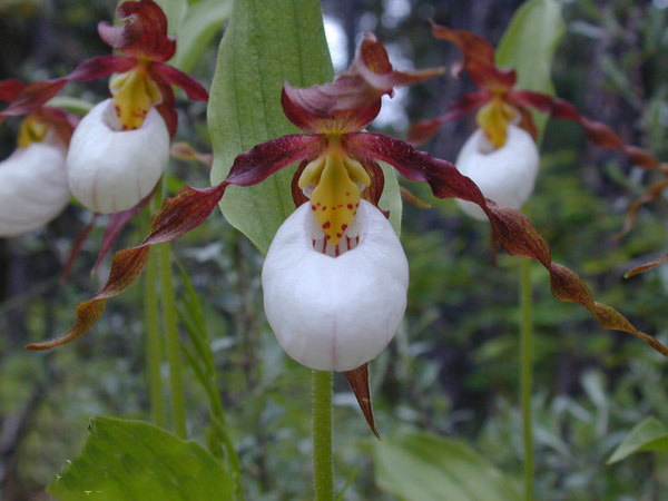 Lan Hài (Slipper Orchids) – Giống Cypripedium (Phần 22)