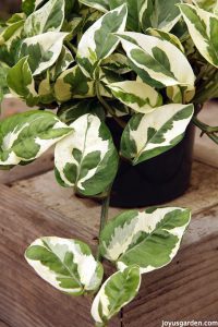 5 điều tôi thích ở các loại Trầu Bà Pothos (cây thuộc chi Epipremnum và Scindapsus)