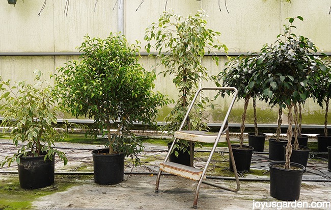Ficus Benjamina: Khéo Léo Khi Trồng Trong Nhà