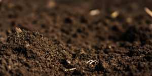 Cách cải tạo đất theo phương pháp hữu cơ